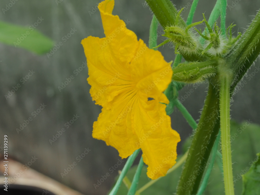 Cucumber flower Bud. Large flower yellow. Olericulture.