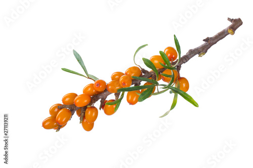 branch with sea buckthorn with green leaves isolated on white photo