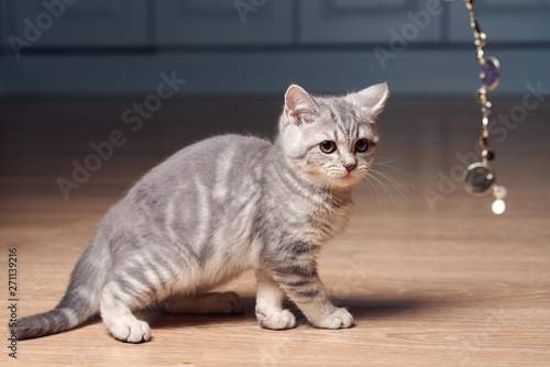 Scottish straight kitten is teased with sparkling beads in kitchen.