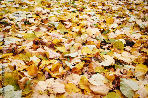 Autumn Leaves Background. Colorful autumn on ground.