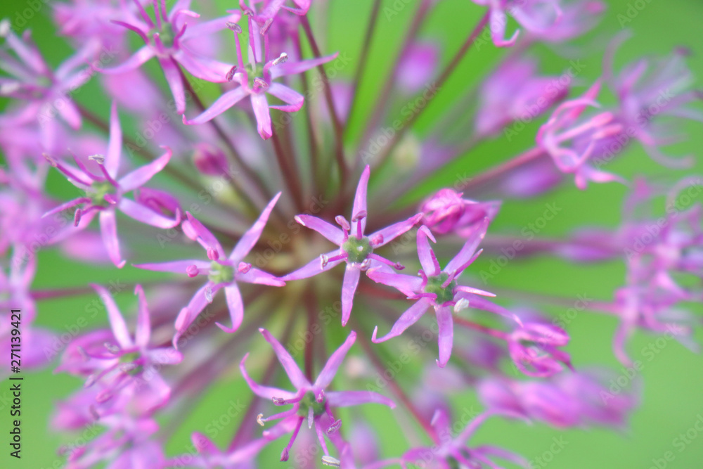 wild onion flowers on green background