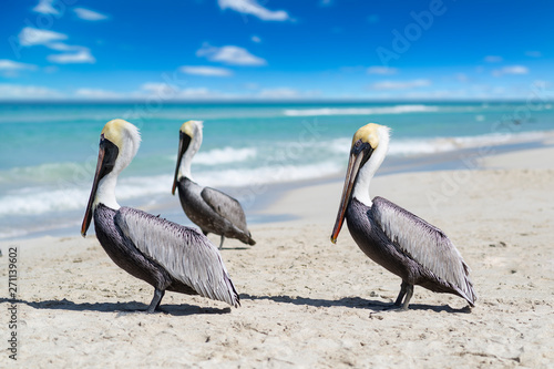 Vászonkép Close-up view of three pelicans on a ocean beach in Cuba, beautiful water and sky