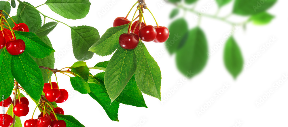 Fototapeta premium image of a branch with a cherry