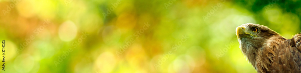 Obraz premium image of a bird of prey eagle on a green background