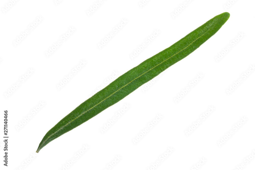 single leaf of sea buckthorn isolated on white background single leaf of sea buckthorn isolated on white background