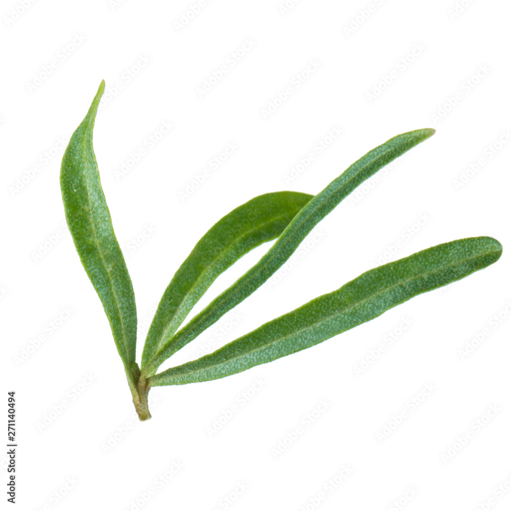 branch with leaves of sea buckthorn isolated on white background branch with leaves of sea buckthorn isolated on white background