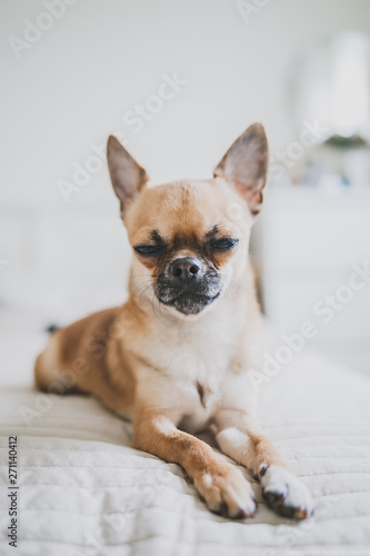 Chihuahua is a beautiful little dog lying on the bed. brown chihuahua on bright background