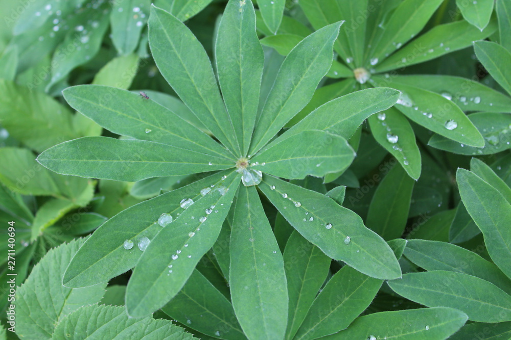 raindrops on lupine leaves raindrops on lupine leaves
