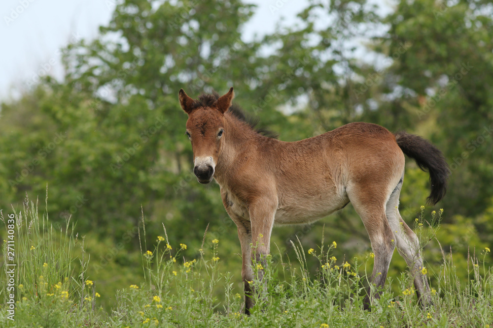Foal of the exmoor horse grazing on the pasture. A horse breed used for nature conservation management.
