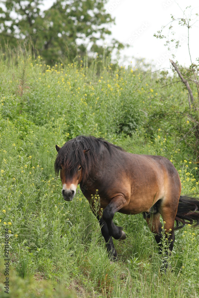 Fototapeta premium Exmoor horse grazing on the pasture. A horse breed used for nature conservation management.