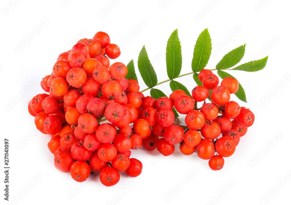 branch of red ashberry isolated on white