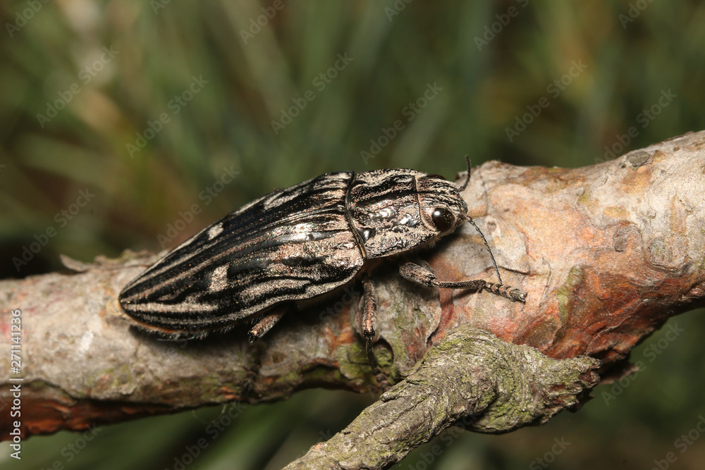 Flatheaded pine borer, a common European Jewel beetle, dwelling in pine trees. A large and metallic beetle occurring in European lowland forests. Flatheaded pine borer, a common European Jewel beetle, dwelling in pine trees. A large and metallic beetle occurring in European lowland forests.
