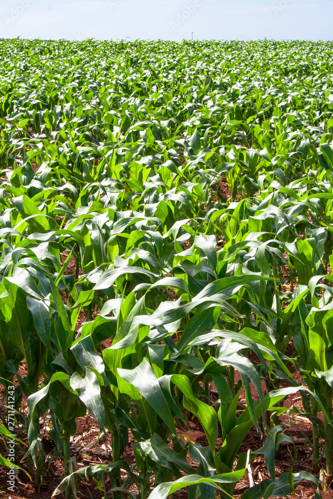 Naklejka premium Green corn fiel in Parana state, Brazil