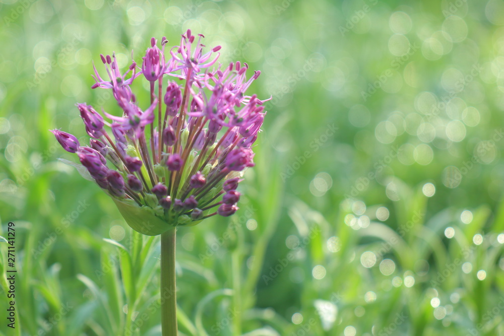 wild onion flowers on green background wild onion flowers on green background