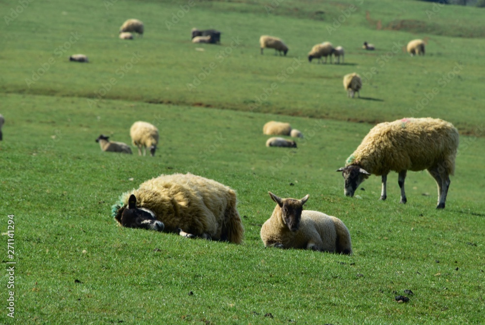 Sheep grazing Glaston Rutland UK England Sheep grazing Glaston Rutland UK England