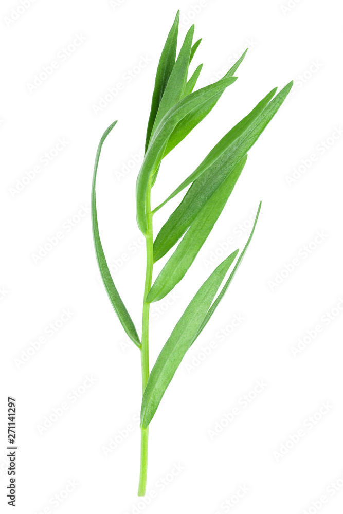 tarragon or estragon isolated on a white background. Artemisia dracunculus