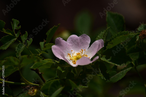 Beautiful summer pictures of plants.