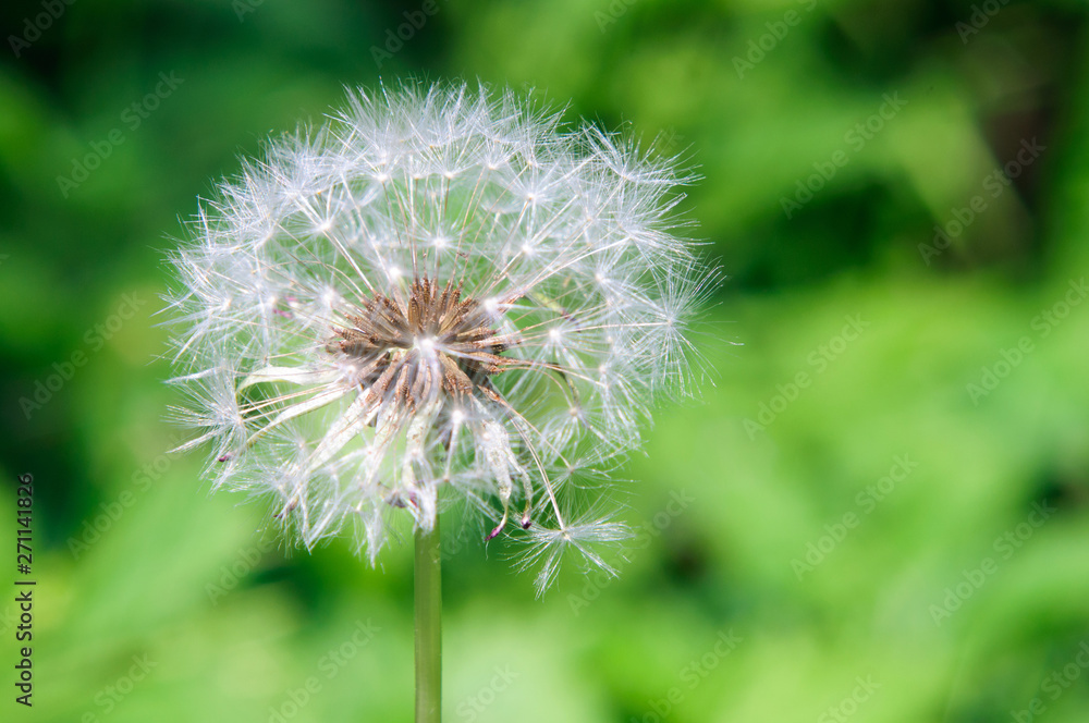 Fototapeta premium White fluffy dandelion flower, shallow depth of field.