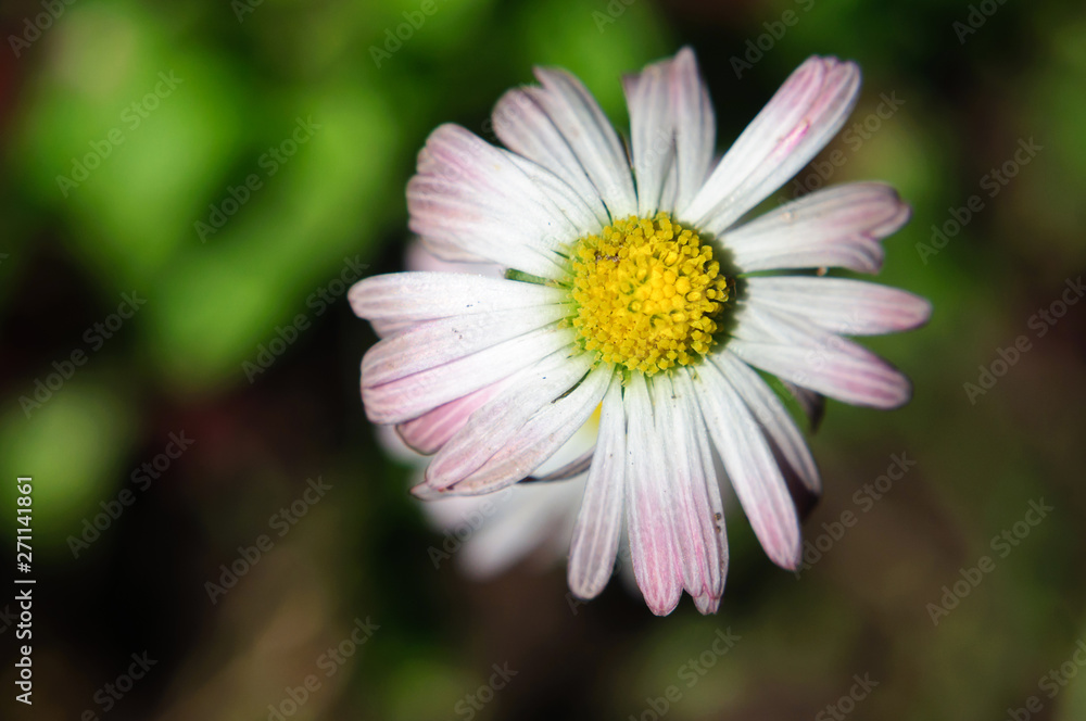 White yellow daisy flower, bellis, , shallow depth of field. White yellow daisy flower, bellis, , shallow depth of field.