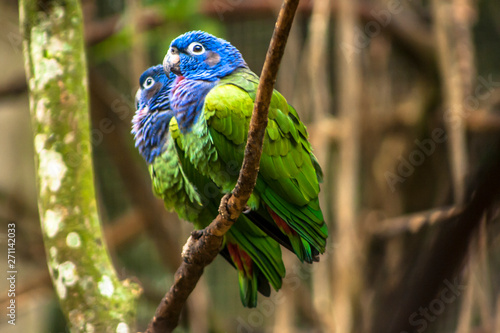 Photo Blue-headed Parrot (Pionus menstruus) in Brazil