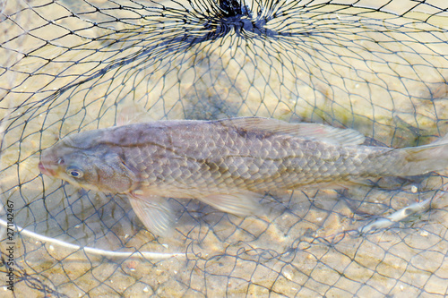 carp in the fishing cage