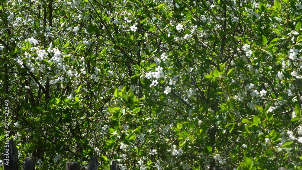 flowers in the garden flowers in the garden