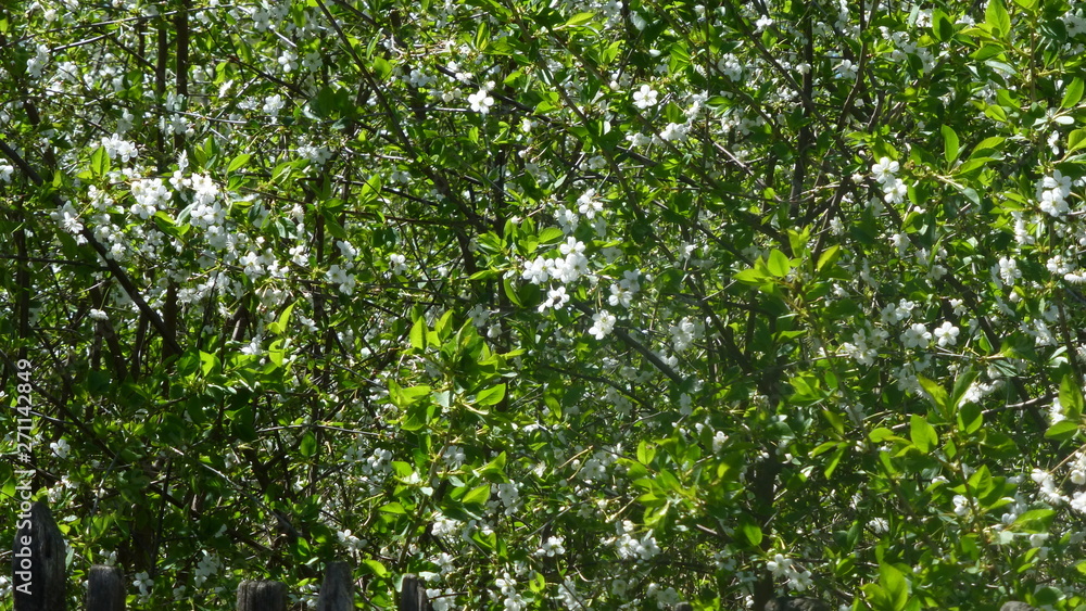 flowers in the garden