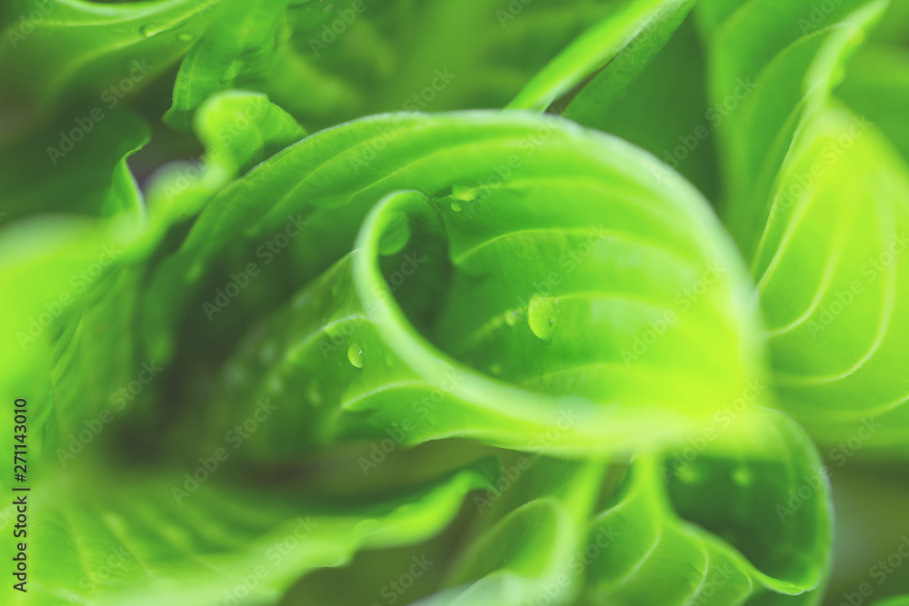 Obraz premium Green hosta plantaginea leaves with droplets of water full frame selective focus. Nature and environment concept with copy space