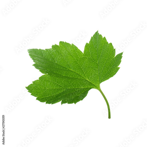 green leaf of currant isolated on white