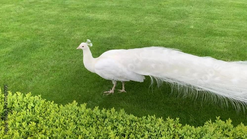 Rare white peacock