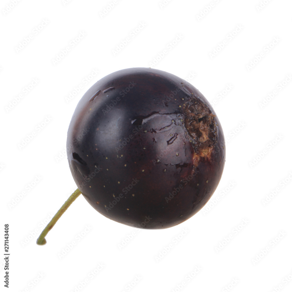 single black currant isolated on white background single black currant isolated on white background