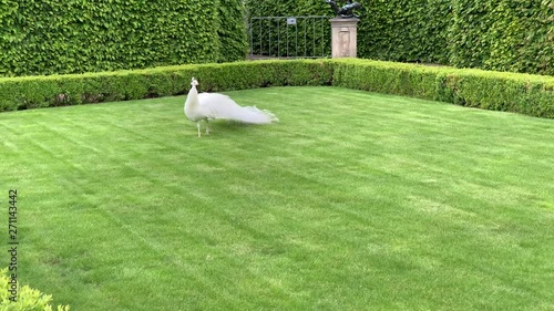Rare white peacock