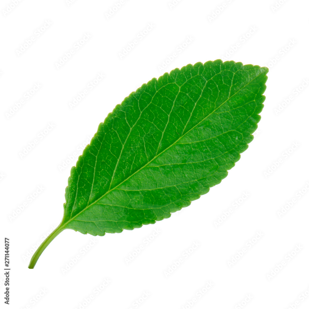 Fototapeta premium fresh green leaf of cherry isolated on white background