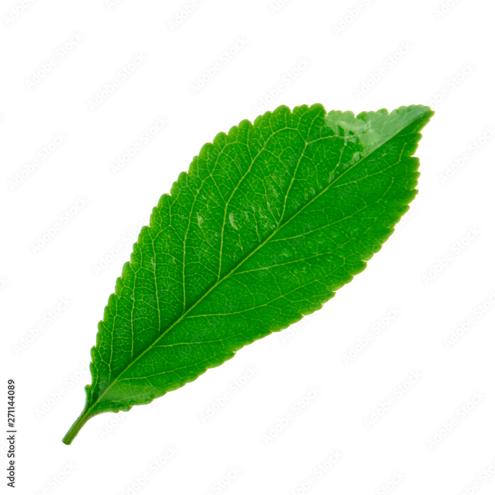 fresh green leaf of cherry isolated on white background fresh green leaf of cherry isolated on white background