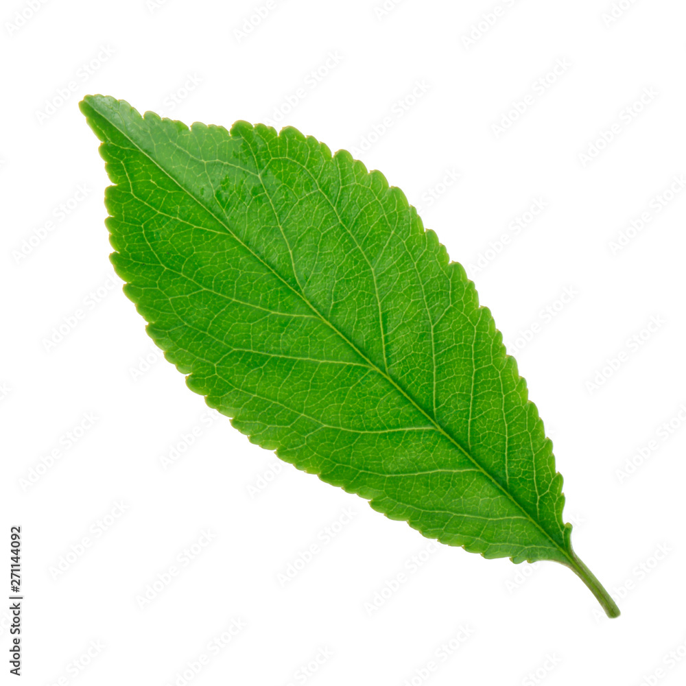 fresh green leaf of cherry isolated on white background fresh green leaf of cherry isolated on white background