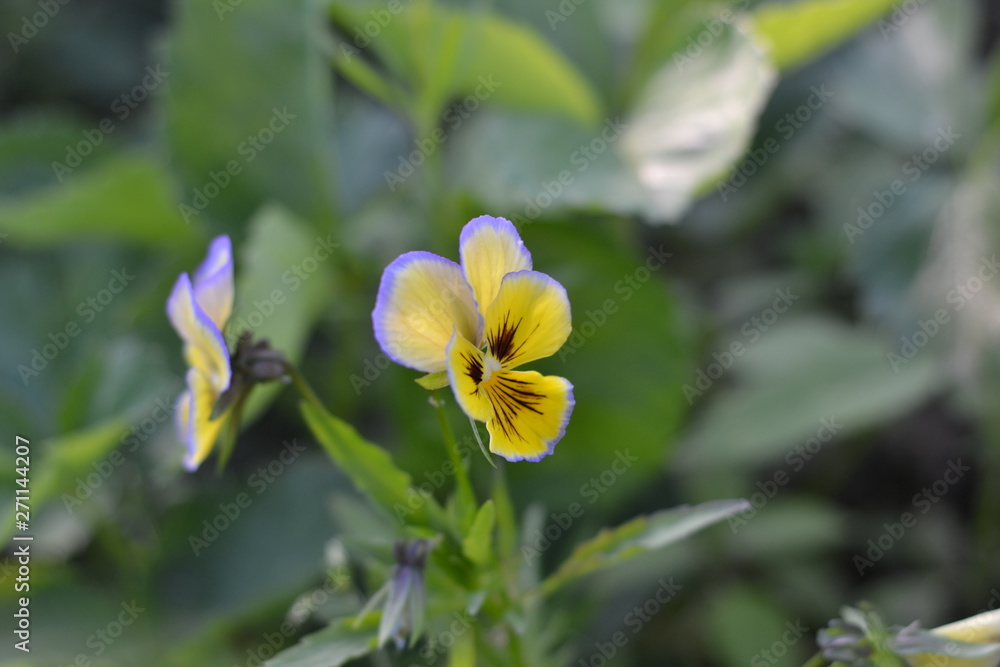 flower, nature, pansies, garden, yellow, green, plant, spring, summer, flowers, pink, flora, beautiful, wild, blossom, beauty, bloom, macro, blue, yellow, leaf, petal, floral, purple flower, nature, pansies, garden, yellow, green, plant, spring, summer, flowers, pink, flora, beautiful, wild, blossom, beauty, bloom, macro, blue, yellow, leaf, petal, floral, purple