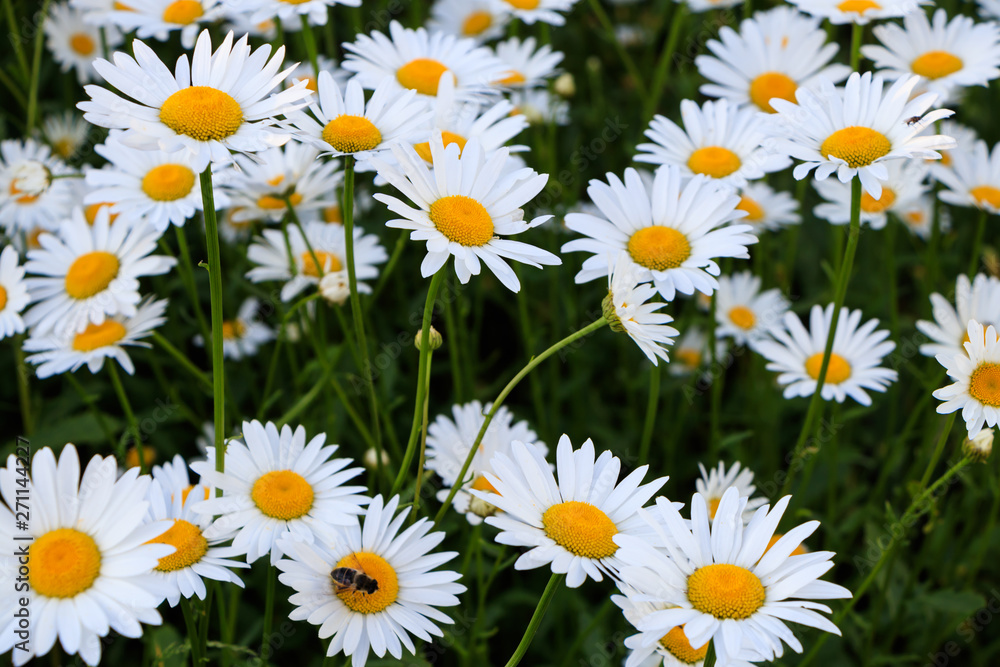 A field of daisy flowers at dawn A field of daisy flowers at dawn