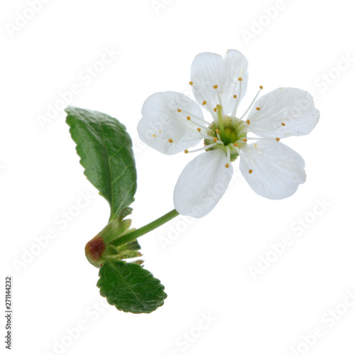 white flower of cherry with green leaves isolated on white background