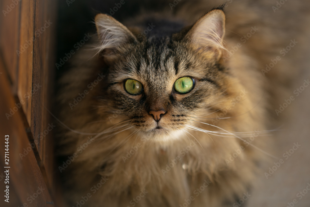 maine coon cat maine coon cat