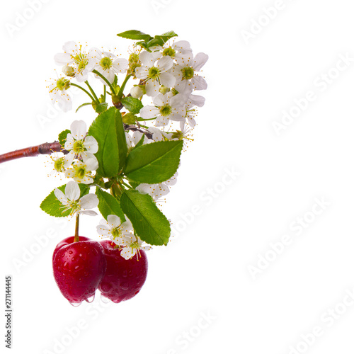 Photos bunch of red cherry with leaves and flowers  isolated on white background