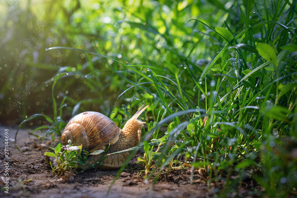 Obraz premium Big snail crowls to the grass in the garden