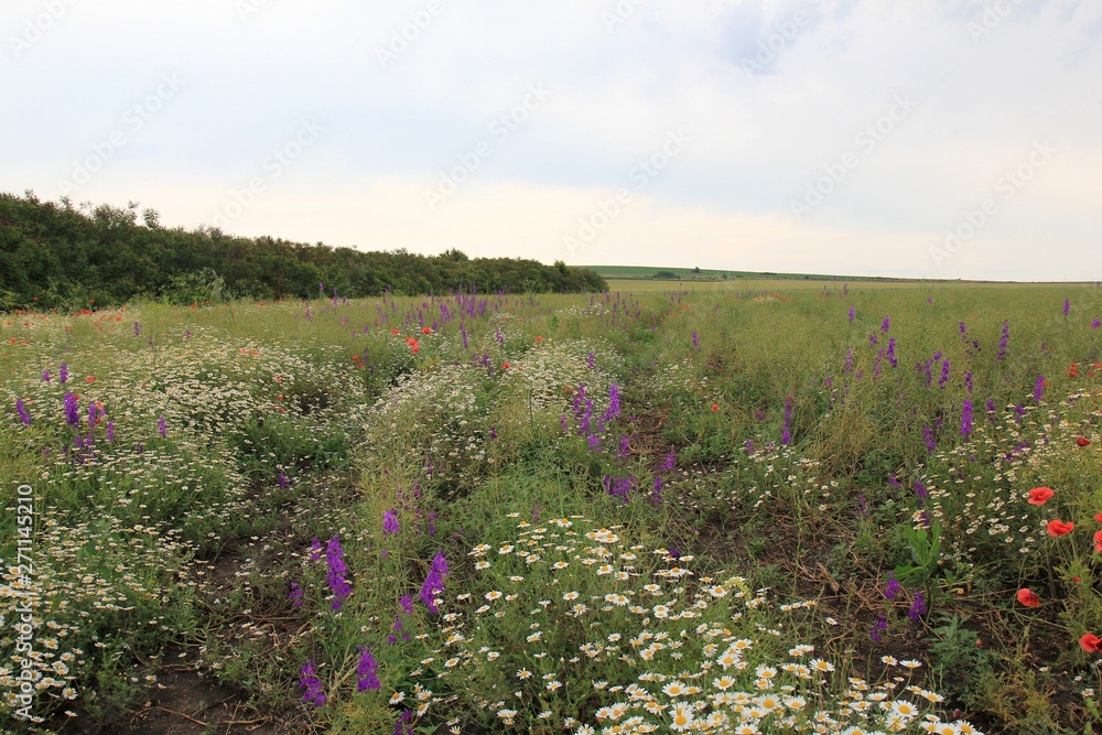 Obraz premium Blooming field. Varna region, Bulgaria.