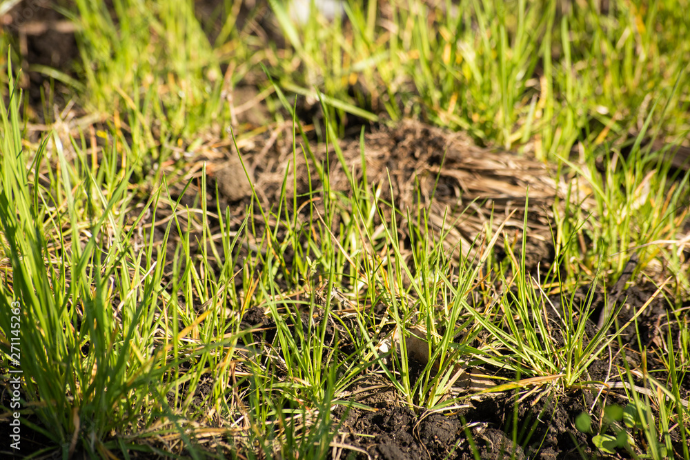 Young grass grows through the ground, soft focus Young grass grows through the ground, soft focus