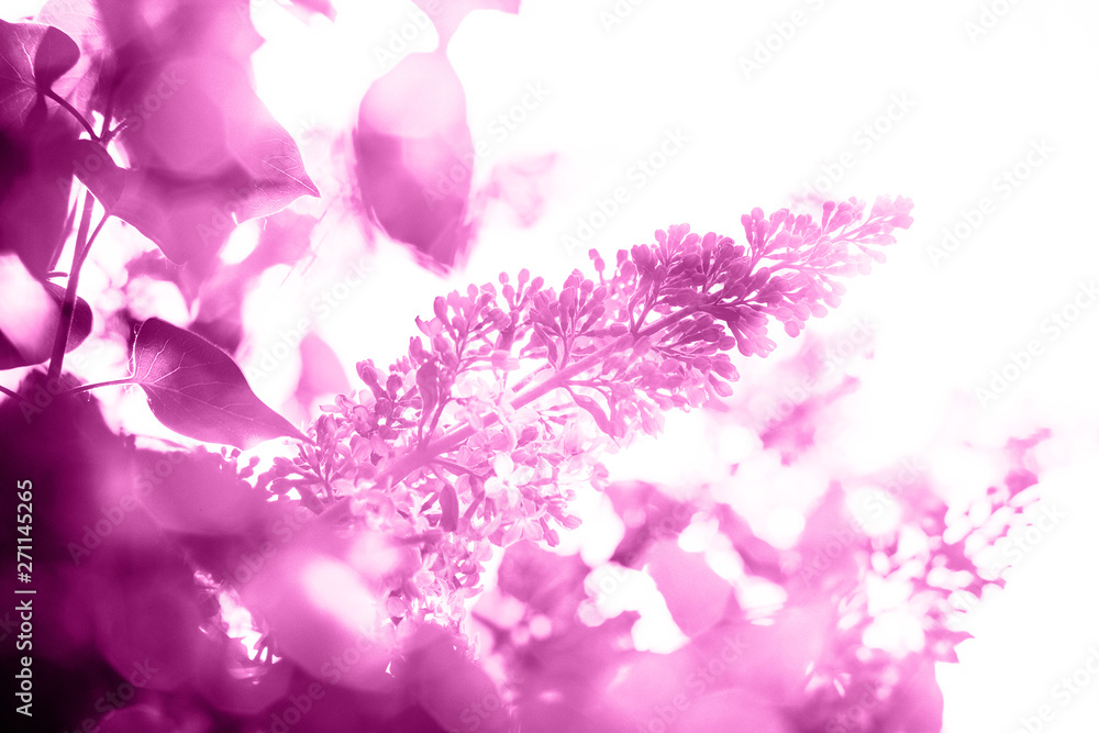 Abstract bright purple background with lilac Abstract bright purple background with lilac