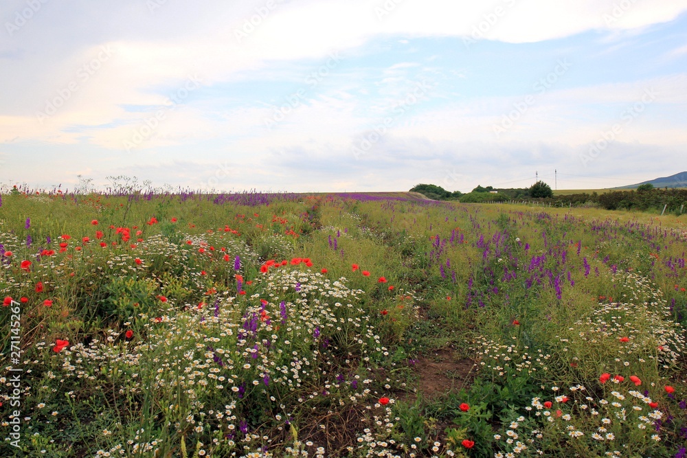 Blooming field. Varna region, Bulgaria.