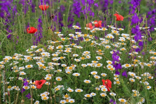 Poppies, Daisies and Consolida in the meadow