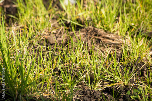 Young grass grows through the ground, soft focus