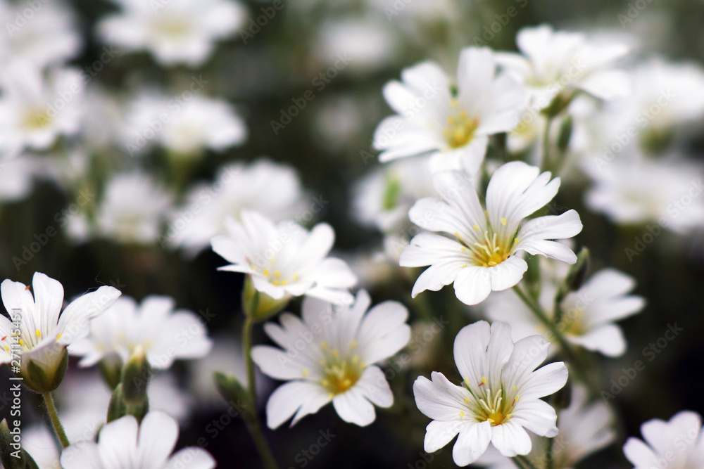 white daisies in the garden white daisies in the garden