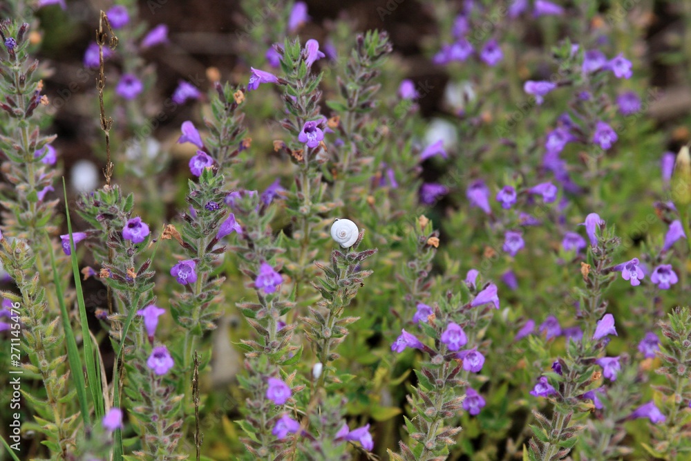 Naklejka premium Acinos alpinus flowers in the meadow