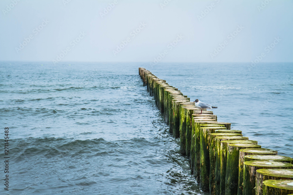 Seagull on a Wooden Breakwaters at a seaside